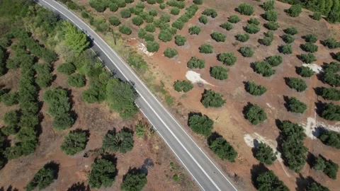 Drone view of asphalt road surrounded by olive trees. 4K Video Video stock 164880819