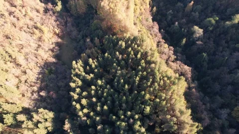 Drone view of the autumn forest and colored trees Stock Footage 252028678
