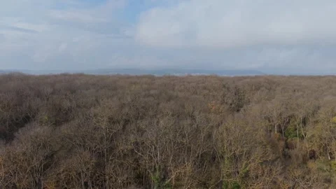 Drone view of autumn forest under blue cloudy sky Stock Footage 321047141