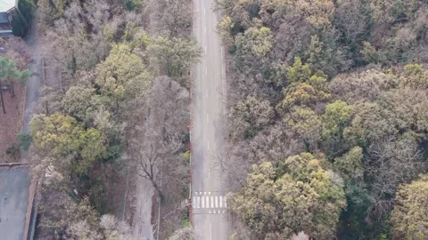 Drone view of autumn forest with winding road cutting through trees Stock Footage 322537778