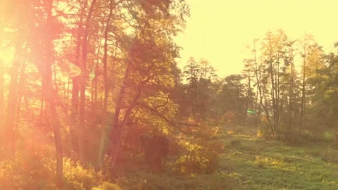 Drone view of autumn trees and meadow in red rays of rising sun. Stock Footage 147047432