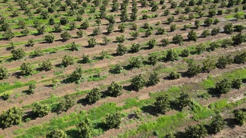 Drone View of Avocado Plantation Видео 338988731