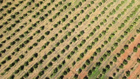 Drone View of Avocado Plantation Vídeo Stock 338988897