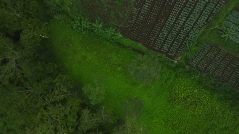 Drone view of Bali. Cabbage Terrace, Ubud, Bali, Indonesia. Top view Stock Footage 237676313