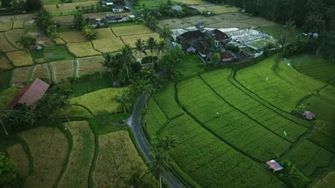 Drone view of Bali. Rice Terrace, Ubud. Top view Stock-Footage 237013233