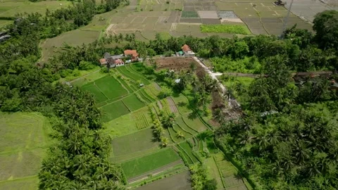 Drone view of Bali. Rice Terrace, Ubud. Top view Stock Footage 237355794