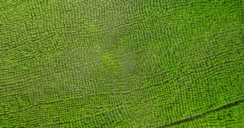 Drone view of Bali. Rice Terrace, Ubud, Bali, Indonesia. Top view Stock Footage 237355852