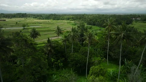 Drone view of Bali. Rice Terrace, Ubud. Top view Stock Footage 237355927