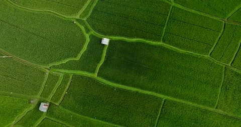 Drone view of Bali. Rice Terrace, Ubud, Bali, Indonesia. Top view 库存影片 237355946