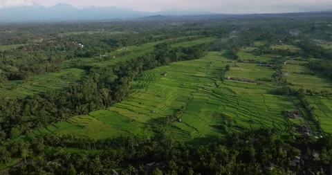 Drone view of Bali. Rice Terrace, Ubud. Top view Stock Footage 237356030