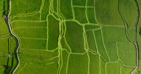 Drone view of Bali. Rice Terrace, Ubud, Bali, Indonesia. Top view Stock Footage 237356045
