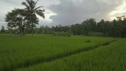 Drone view of Bali. Rice Terrace, Ubud. Top view 库存影片 237463813