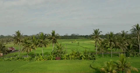 Drone view of Bali. Rice Terrace, Ubud, Bali, Indonesia. Top view 库存影片 237463869