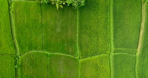 Drone view of Bali. Rice Terrace, Ubud, Bali, Indonesia. Top view 库存影片 237463921