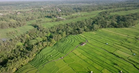 Drone view of Bali. Rice Terrace, Ubud, Bali, Indonesia. Top view Stock-Footage 237463929