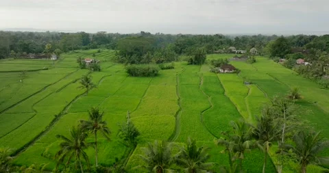 Drone view of Bali. Rice Terrace, Ubud, Bali, Indonesia. Top view 库存影片 237464103