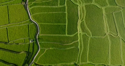 Drone view of Bali. Rice Terrace, Ubud, Bali, Indonesia. Top view 库存影片 237576869