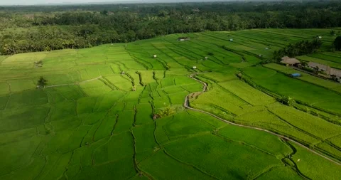 Drone view of Bali. Rice Terrace, Ubud, Bali, Indonesia. Top view Stock Footage 237576958