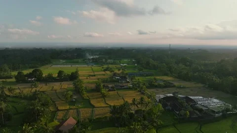 Drone view of Bali. Rice Terrace, Ubud, Bali, Indonesia. Top view Stock Footage 237577422