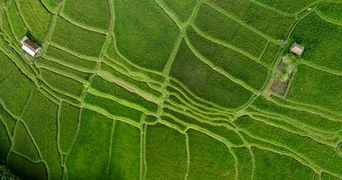 Drone view of Bali. Rice Terrace, Ubud, Bali, Indonesia. Top view Stock-Footage 237577488