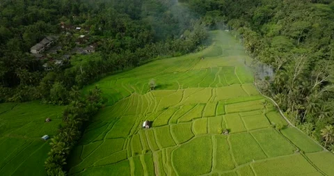 Drone view of Bali. Rice Terrace, Ubud, Bali, Indonesia. Top view Stock Footage 237655808