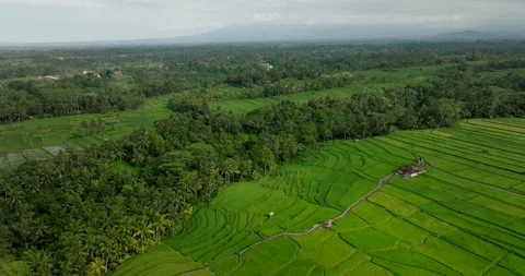 Drone view of Bali. Rice Terrace, Ubud, Bali, Indonesia. Top view 스톡 동영상 237655821