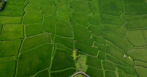 Drone view of Bali. Rice Terrace, Ubud, Bali, Indonesia. Top view 스톡 동영상 237655831