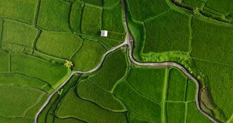 Drone view of Bali. Rice Terrace, Ubud, Bali, Indonesia. Top view Stock Footage 237655839
