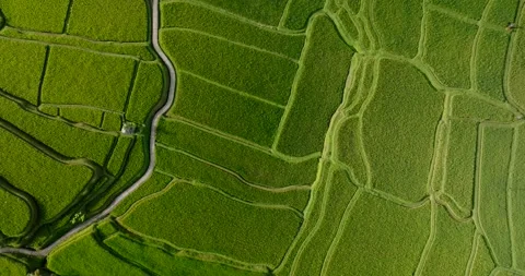 Drone view of Bali. Rice Terrace, Ubud, Bali, Indonesia. Top view Stock-Footage 237655849