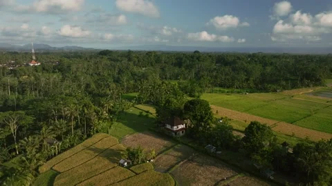 Drone view of Bali. Rice Terrace, Ubud, Bali, Indonesia. Top view Stock Footage 237655856