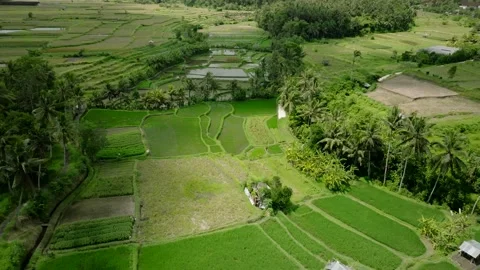 Drone view of Bali. Rice Terrace, Ubud, Bali, Indonesia. Top view 스톡 동영상 237676327