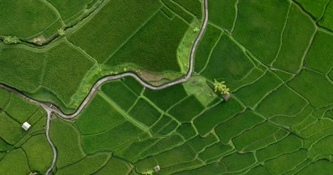 Drone view of Bali. Rice Terrace, Ubud, Bali, Indonesia. Top view Stock Footage 237676364