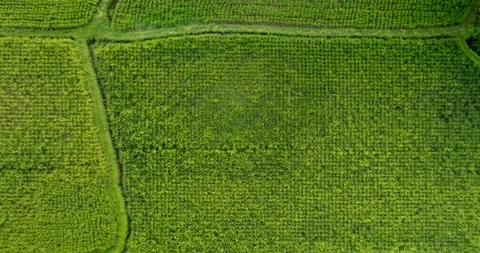 Drone view of Bali. Rice Terrace, Ubud, Bali, Indonesia. Top view Stock Footage 237676387