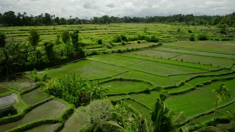 Drone view of Bali. Rice Terrace, Ubud, Bali, Indonesia. Top view Stock Footage 237676399