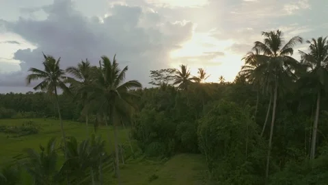 Drone view of Bali. Rice Terrace, Ubud. Top view Stockbeeldmateriaal 237880169