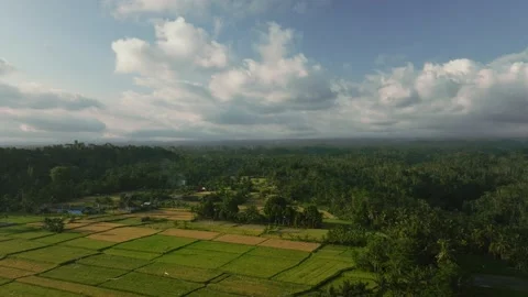 Drone view of Bali. Rice Terrace. Top view 库存影片 239554051