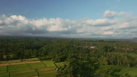 Drone view of Bali. Rice Terrace. Top view Stock Footage 239554102