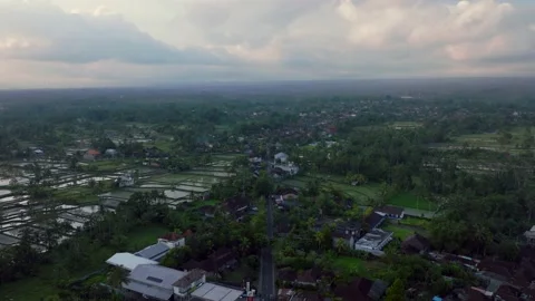 Drone view of Bali. Rice Terrace. Top view Stockbeeldmateriaal 239554216