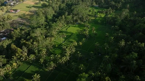 Drone view of Bali. Rice Terrace, Ubud, Bali, Indonesia. Top view 動画素材 240179413