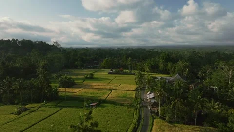 Drone view of Bali. Rice Terrace, Ubud, Bali, Indonesia. Top view Stock Footage 240179466
