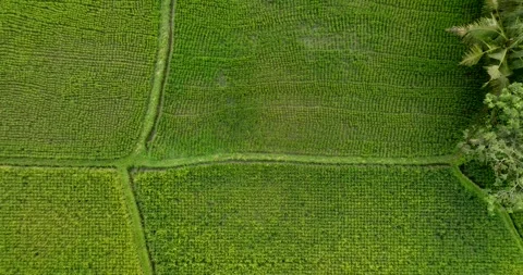 Drone view of Bali. Rice Terrace, Ubud, Bali, Indonesia. Top view Stockbeeldmateriaal 240980519