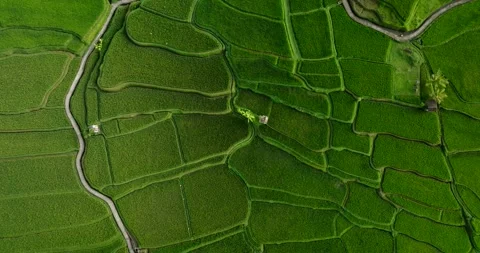 Drone view of Bali. Rice Terrace, Ubud, Bali, Indonesia. Top view Stock Footage 241556409