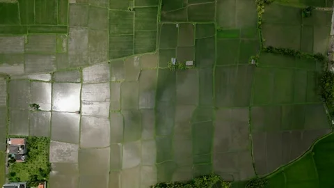 Drone view of Bali. Rice Terrace, Ubud, Bali, Indonesia. Top view Stockbeeldmateriaal 241779900