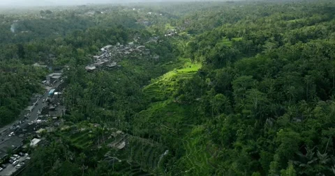 Drone view of Bali. Rice Terrace, Ubud, Bali, Indonesia. Top view Vidéo 241780030