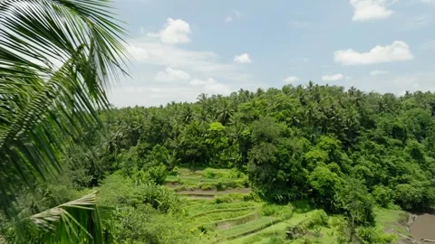 Drone view of Bali. Rice Terrace, Ubud, Bali, Indonesia. Top view Stock Footage 241885161