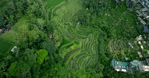 Drone view of Bali. Rice Terrace, Ubud, Bali, Indonesia. Top view 스톡 동영상 241885184