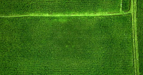 Drone view of Bali. Rice Terrace, Ubud, Bali, Indonesia. Top view Stock Footage 242076066