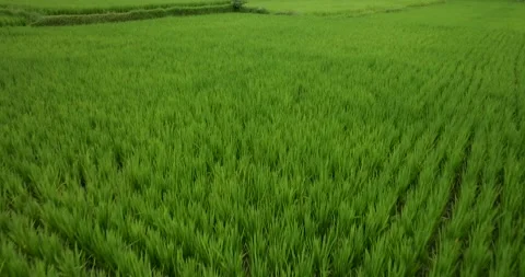 Drone view of Bali. Rice Terrace, Ubud, Bali, Indonesia. Top view Stock Footage 242076200