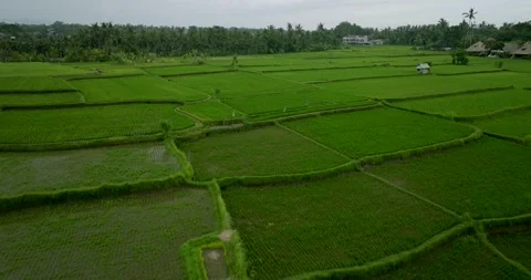 Drone view of Bali. Rice Terrace, Ubud, Bali, Indonesia. Top view 库存影片 242076328