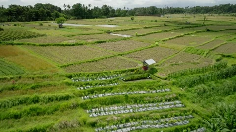 Drone view of Bali. Rice Terrace, Ubud, Bali, Indonesia. Top view Stock Footage 242831015